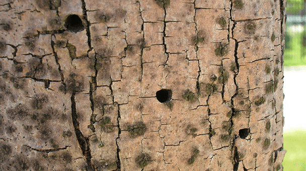 Pest And Disease Center Eab Sideimage3 608X341