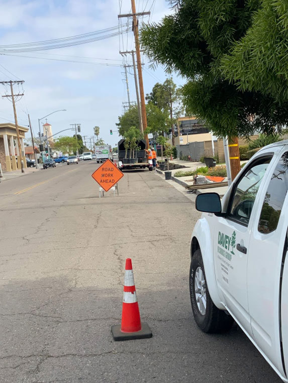 Sustainable Tree Planting 3