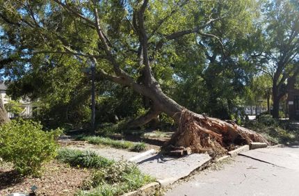 Hurricane Matthew Tree