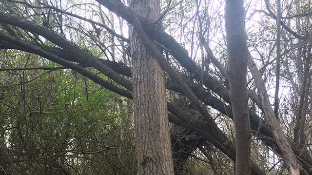 Access Roads 2 Sideimagejpg