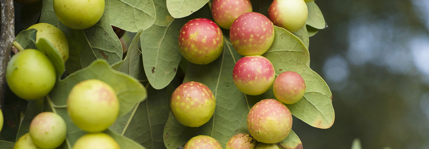 Pest And Disease Oak Galls Banner 1440X500