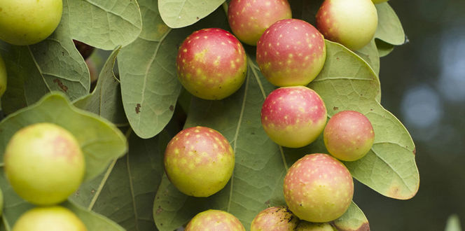 Pest And Disease Oak Galls Banner 1440X500