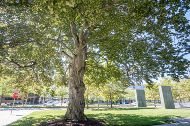 A large beech tree with green, full foliage and a strong trunk in the daytime