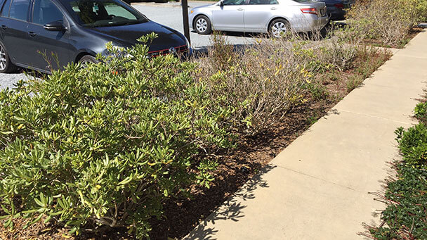 Pest And Disease Phytophthora Diseases Sideimage 608X341