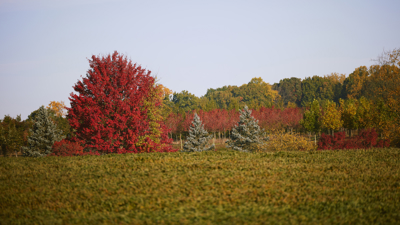 Several trees in the distance, some with green foliage and some with fall-colored foliage.