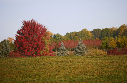 028A0905 7750X4359 6308A8f