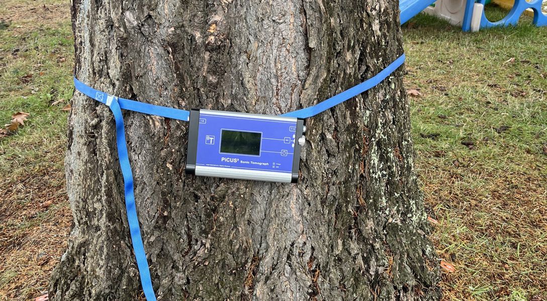Sonic Tomography Tree Assessment in Kenmore, WA | Davey Tree