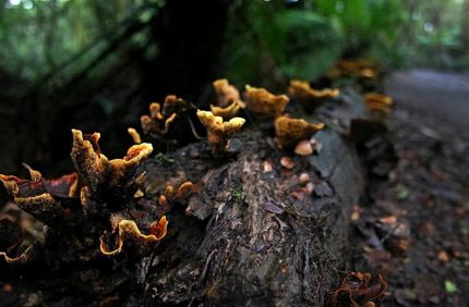 Fungi Rotting Decay Rain Forest Rot Woodland