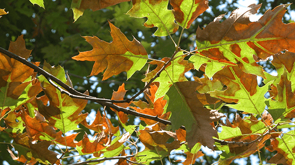 What Causes Bacterial Leaf Scorch Davey Tree