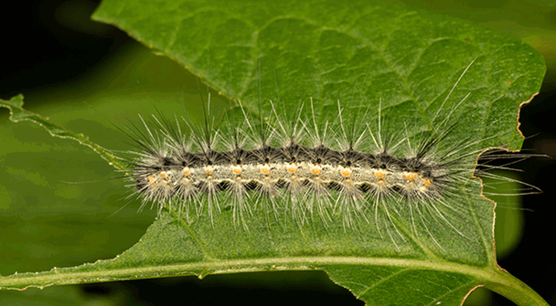 Fall Webworm: How to Get Rid of Fall Webworm | Davey Tree
