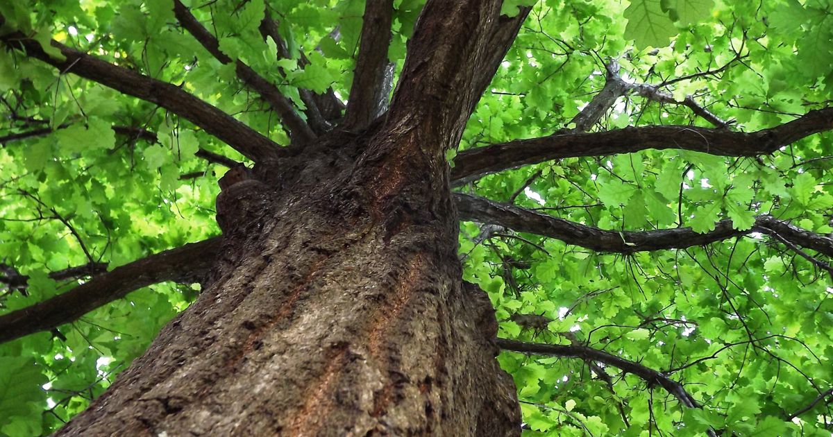 Invasive species could be ruining your landscaping | Davey Tree