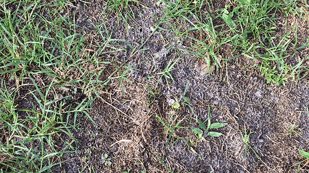 Pest And Disease Center Powdery Mildew On Lawn Sideimage3 608X341