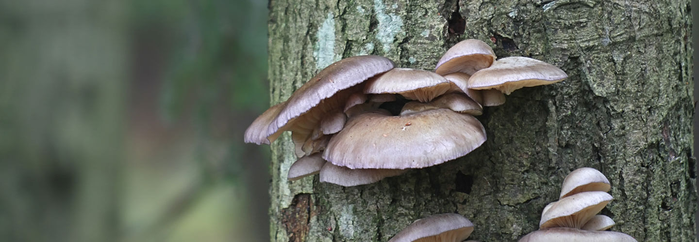 Pest And Disease Oyster Mushroom Banner 1440X500