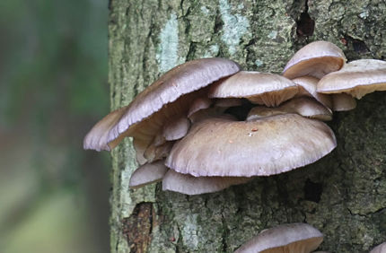 Pest And Disease Oyster Mushroom Banner 1440X500