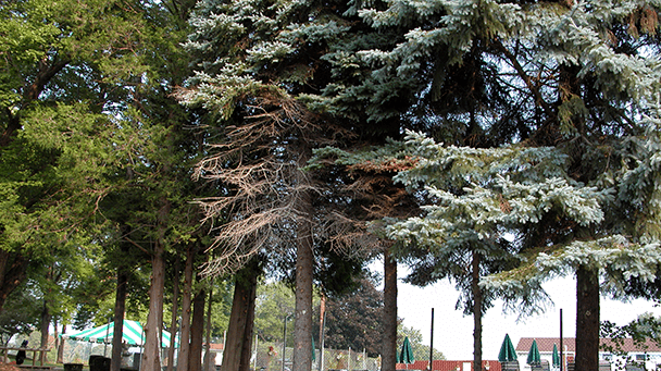 Pest And Disease Canker Sideimage4 608X341