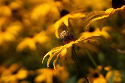 A bee collecting pollen from a yellow flower.