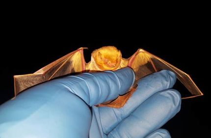 Bat