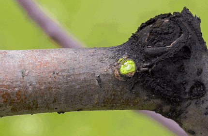 Pest And Disease Botryosphaeria Banner 1440X500