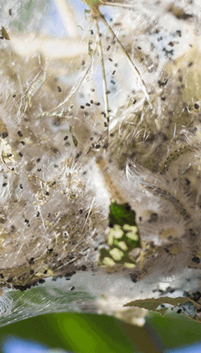 Fall Webworm: How to Get Rid of Fall Webworm | Davey Tree