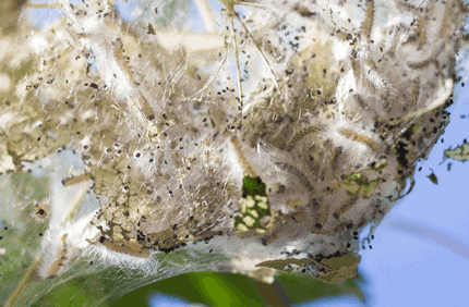 Pest And Disease Fall Webworm Banner 1440X500