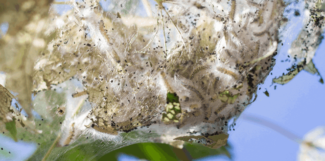 Pest And Disease Fall Webworm Banner 1440X500