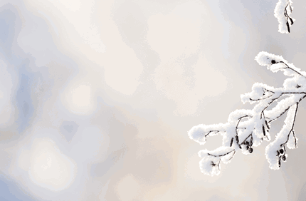 ISA Certified Arborists | Davey Tree