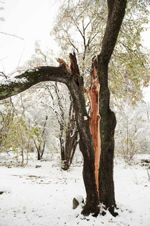 split tree after a winter storm