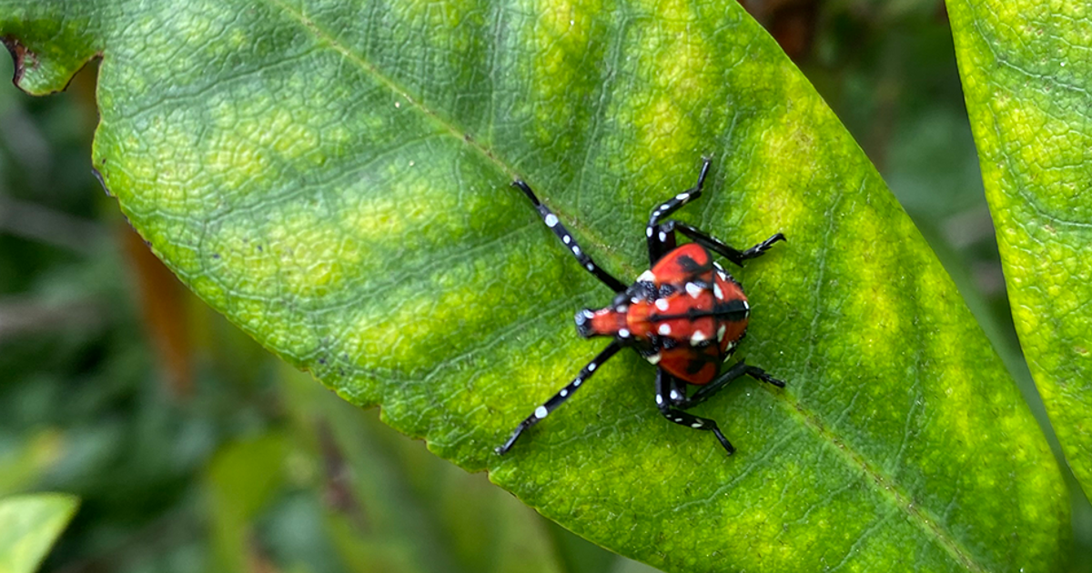Common Spring Tree Pests by Region: How to Identify Tree Pests | Davey Tree