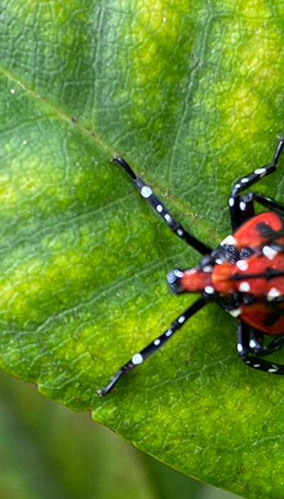 Common Spring Tree Pests by Region: How to Identify Tree Pests | Davey Tree