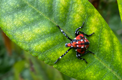 Commercial Blog Common Spring Tree Pests Banner 1440X500