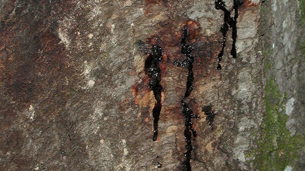 Pest And Disease Phytophthora Bleeding Canker Sideimage 608X341