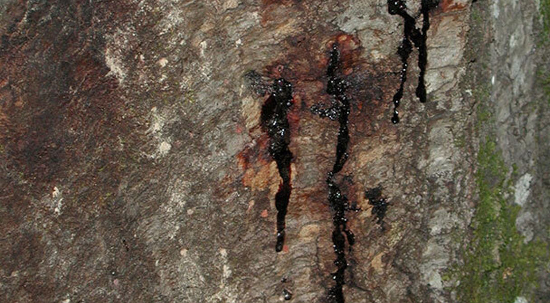 Phytophthora Bleeding Canker Identification & Treatment | Davey Tree