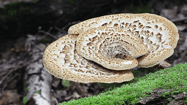 Pest And Disease Dryads Saddle Sideimage2 608X341