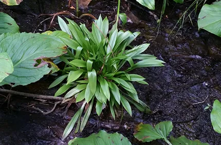 Helonias Bullata