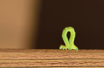 Spanworm