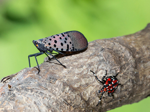Photo of a spotted lantern fly