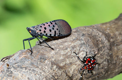 Lanternflies