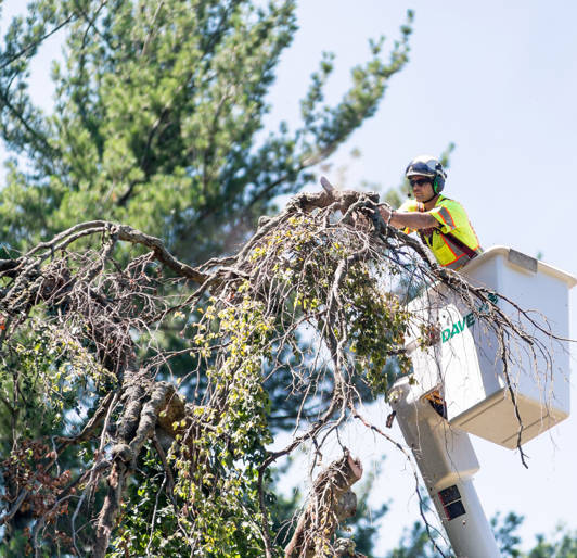 Proactive Tree Pruning