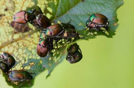 Japanese Beetle