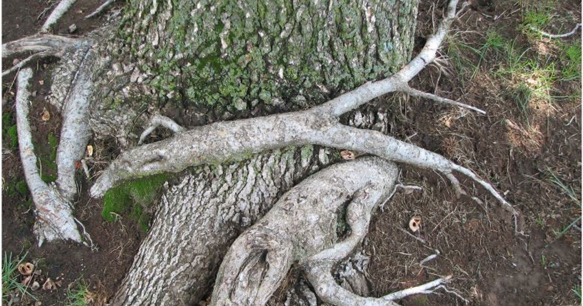 Girdled Roots How To Treat & Remove Girdling Roots | Davey Tree