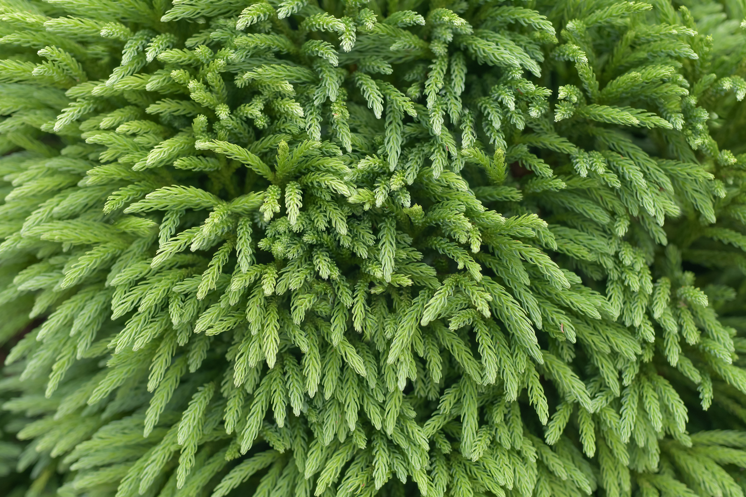 Japanese Cedar