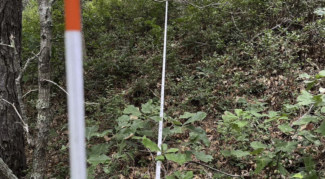 MAANG Vegetation 1