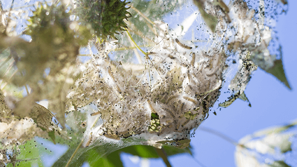 Pest And Disease Center Fall Webworm Sideimage3 608X341