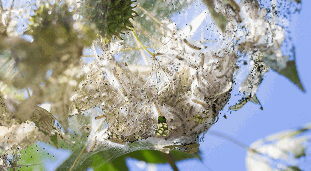 Fall Webworm: How to Get Rid of Fall Webworm | Davey Tree