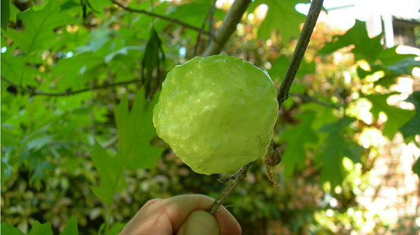 Pest And Disease Oak Galls Sideimage4 608X341