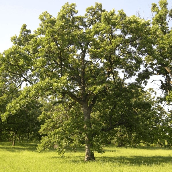 Swamp White Oak