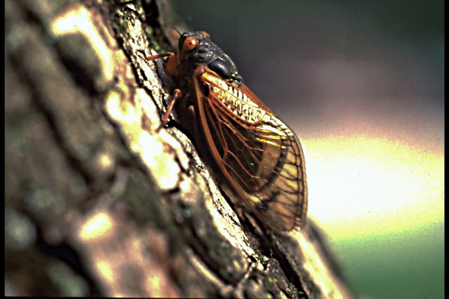 Cicada 1536X1024 3Dbaff9