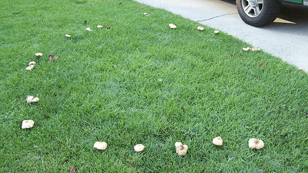 Pest And Disease Center Fairy Rings Sideimage4 608X341