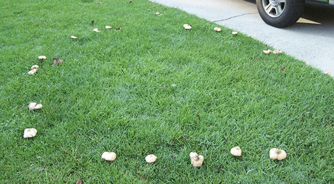 What Is a Fairy Ring? And Will It Harm Your Lawn?