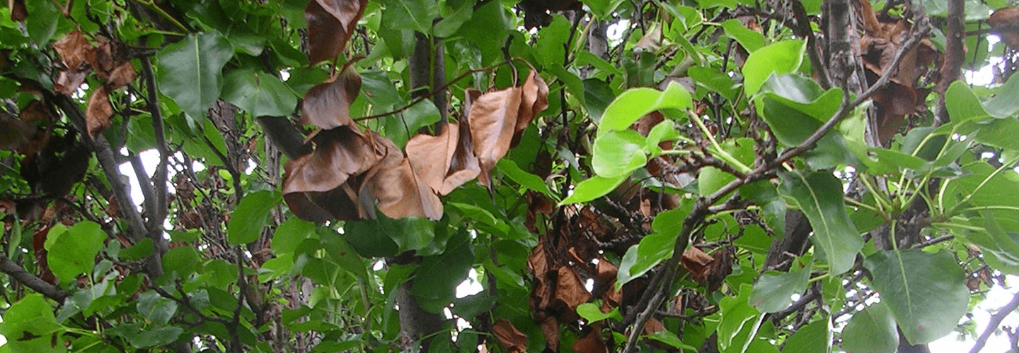 Pest And Disease Center Fire Blight Banner 1440X500